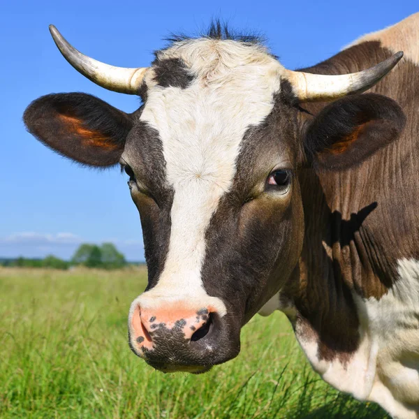 Cow Summer Pasture — Stock Photo, Image