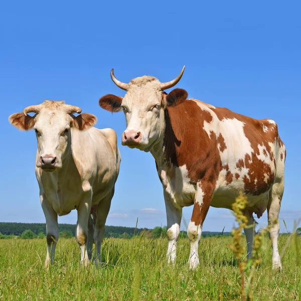 Cows Summer Pasture Stock Image