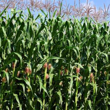 Kırsal manzara içinde genç Mısır