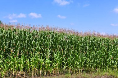 Kırsal manzara içinde genç Mısır
