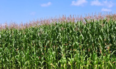 Kırsal manzara içinde genç Mısır 
