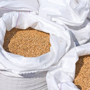 Yeni mahsul torbalarda buğday tanesi