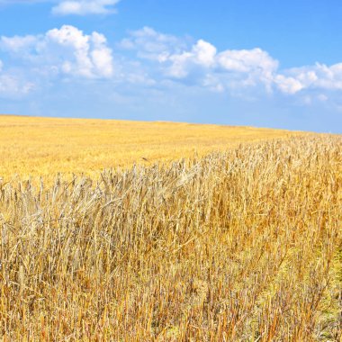 Kırsal manzara alanında tahıl