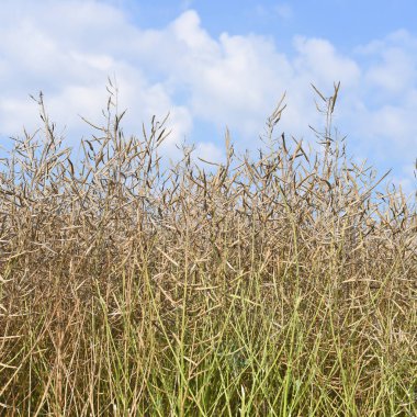 Tecavüz kırsal peyzaj