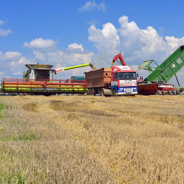 Kalush Ukraine Juillet 2018 Chargement Grain Remorque Grains Dans Corps — Photo