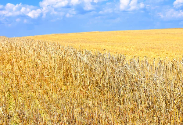 Korn Fältet Landsbygdens Landskap — Stockfoto