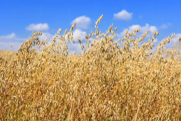 Des Tiges Avoine Dans Paysage Rural — Photo