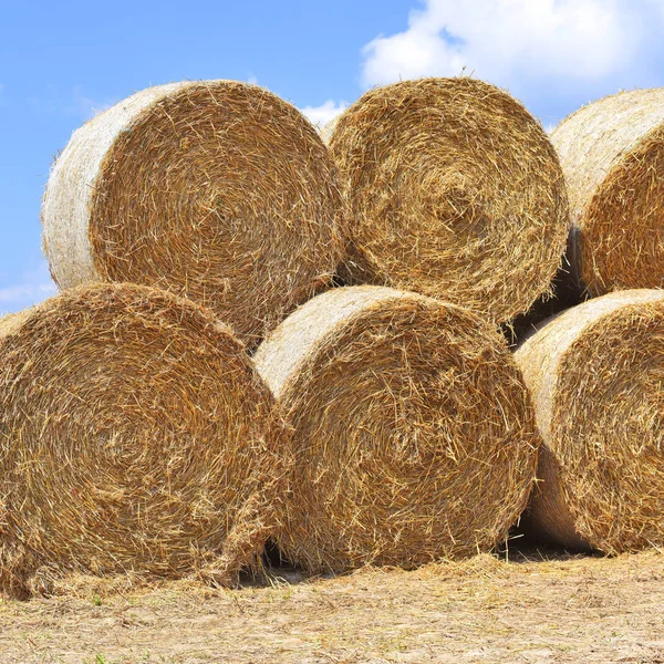 Harvesting Straw Rural Landscape Stock Image