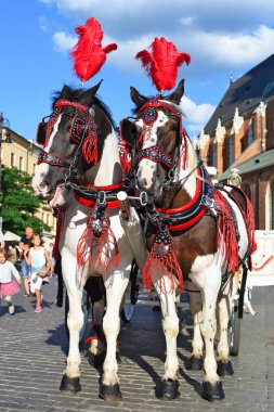 Krakow, Cumhuriyeti Polonya-Temmuz 3, 2017: Şenlikli zengin koşum safkan atlar. Eski bir şehir bir arabası yürümek.
