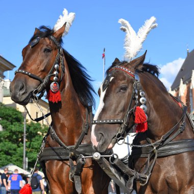 Krakow, Cumhuriyeti Polonya-Temmuz 3, 2017: Şenlikli zengin koşum safkan atlar. Eski bir şehir bir arabası yürümek.