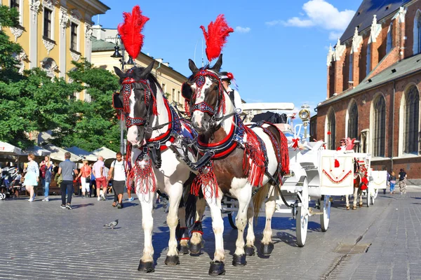 Krakow, Cumhuriyeti Polonya-Temmuz 3, 2017: Şenlikli zengin koşum safkan atlar. Eski bir şehir bir arabası yürümek.