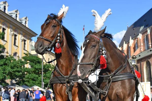 Cracovie République Pologne Juillet 2017 Chevaux Race Harnais Riche Festif — Photo