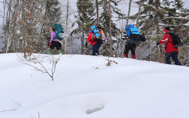 Ukrayna, Osmoloda-11 Şubat 2018: Turist bir grup içinde bir kış orman glade oval en tepeye tırmanış başında. Karpatlar