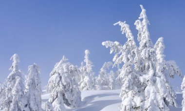 Kış iğne yapraklı orman hafif bir sis bir dağ yamacında.