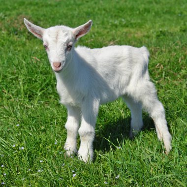 Bir yaz mera üzerinde çocuk