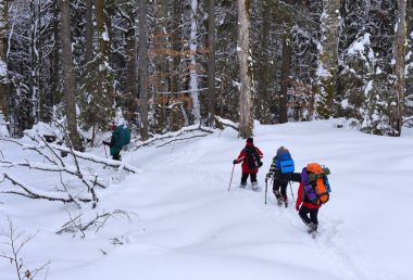 Ukrayna, Osmoloda-11 Şubat 2018: Turist bir grup içinde bir kış orman glade oval en tepeye tırmanış başında. Karpatlar