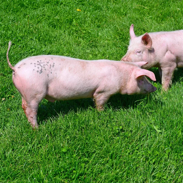 緑の芝生の上の小豚 — ストック写真