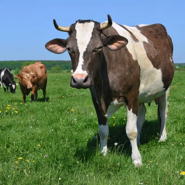 Vacas Pasto Verão — Fotografia de Stock