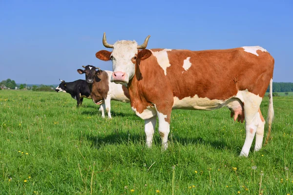 Las Vacas Pasto Verano —  Fotos de Stock