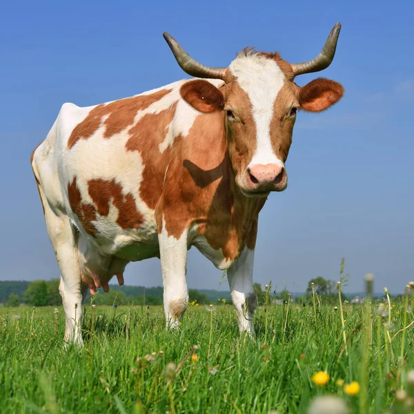 Vache Dans Pâturage Été — Photo