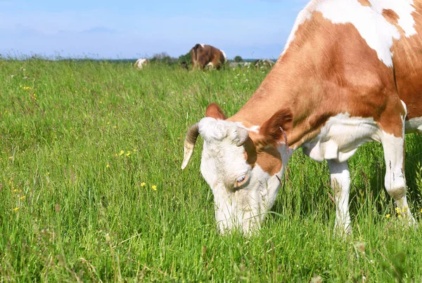 Vaca Pasto Verão — Fotografia de Stock