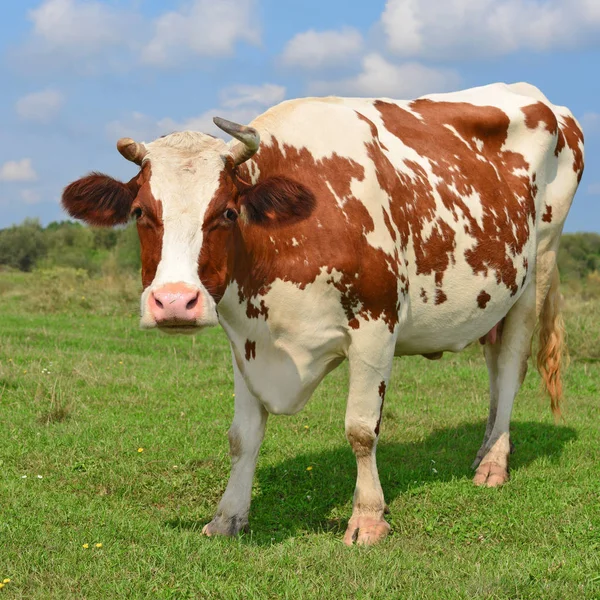 Vache Dans Pâturage Été — Photo