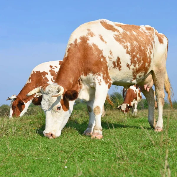 Koeien Een Zomerweide — Stockfoto