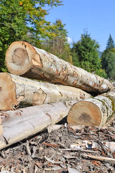 Beuken Hout Oogsten Industriële Foto — Stockfoto