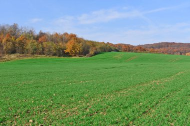 Parlak sonbahar manzara mavi gökyüzünün altında kış tahıl ve orman kenarlarının filizi ile.