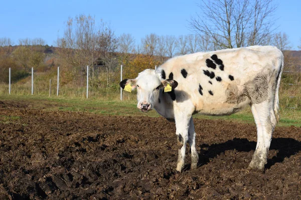 Ukraine Kalush October 2018 Calf Yard Livestock Dairy Farm City — Stock Photo, Image