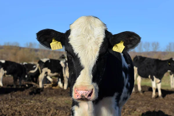 Ukraine Kalusch Oktober 2018 Kälber Einem Viehhof Auf Einem Milchbauernhof — Stockfoto