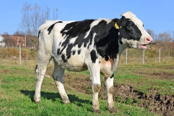 Ukraine Kalush October 2018 Calf Yard Livestock Dairy Farm City — Stock Photo, Image