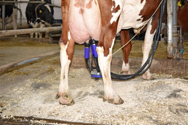Milking cows in the barn of a dairy farm.