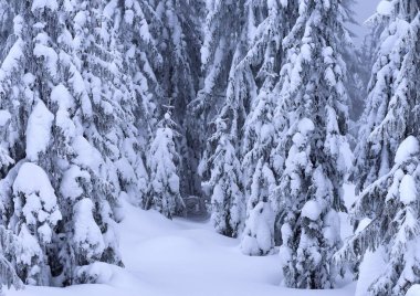 Kış iğne yapraklı orman hafif bir sis bir dağ yamacında.
