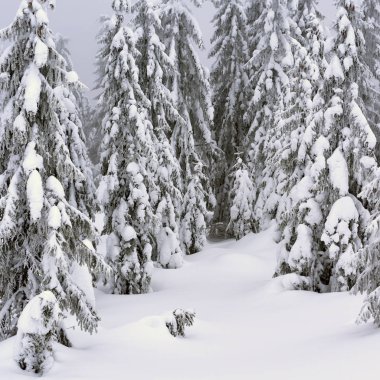 Kış iğne yapraklı orman hafif bir sis bir dağ yamacında.