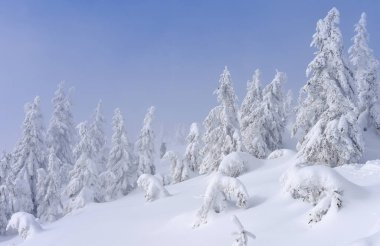 Kış iğne yapraklı orman hafif bir sis bir dağ yamacında.