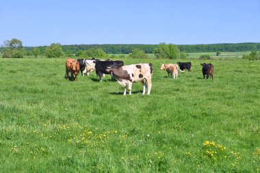 Yaz otlağında inekler