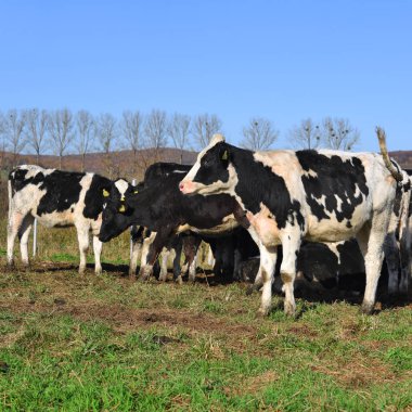 Ukrayna, Kalush - 31 Ekim 2018: Hayvan beslemek Kalush şehir yakınlarındaki bir süt çiftlikte bir bahçede ben danaların.