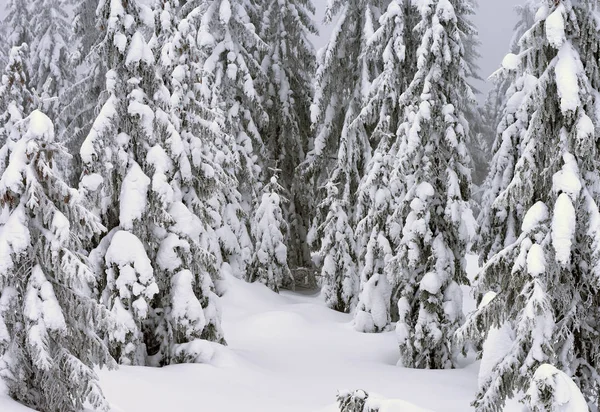 Floresta Conífera Inverno Uma Encosta Montanha Uma Névoa Leve — Fotografia de Stock