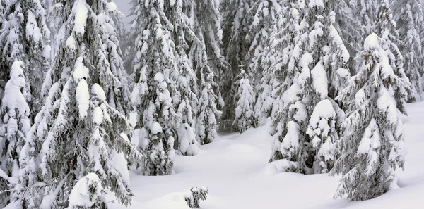 Floresta Conífera Inverno Uma Encosta Montanha Uma Névoa Leve — Fotografia de Stock