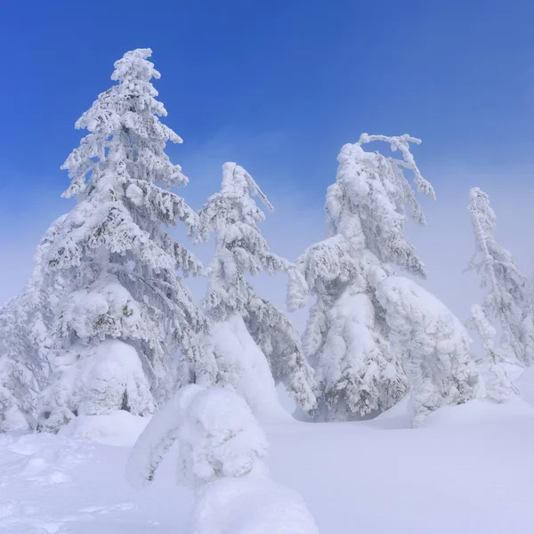 Floresta Conífera Inverno Uma Encosta Montanha Uma Névoa Leve — Fotografia de Stock