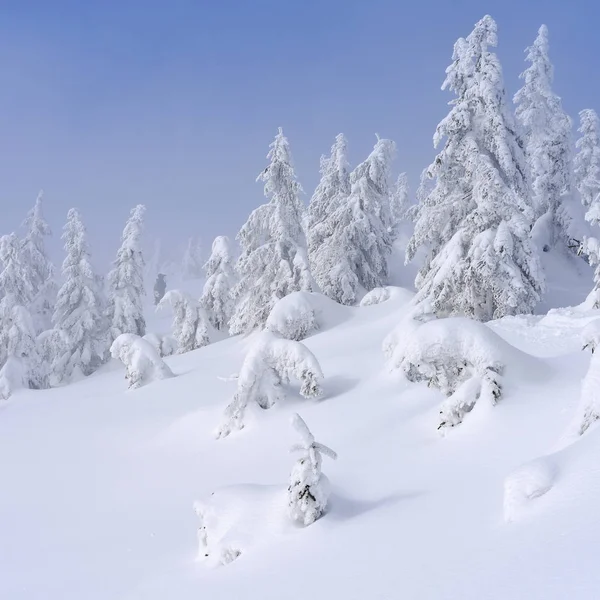Zimní Jehličnatého Lesa Horském Svahu Lehkou Mlhu — Stock fotografie