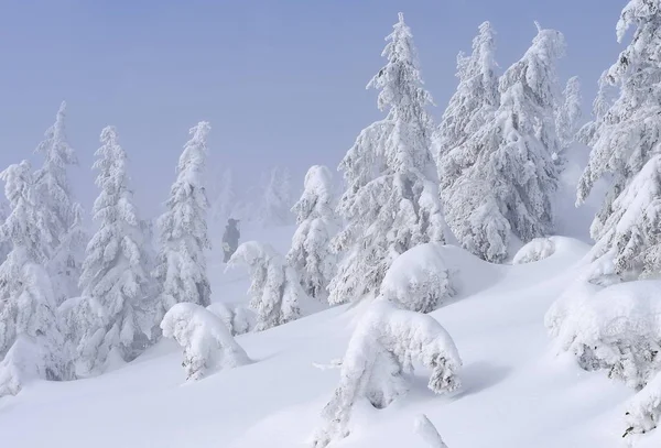 Winter Nadelwald Berghang Leichten Nebel — Stockfoto