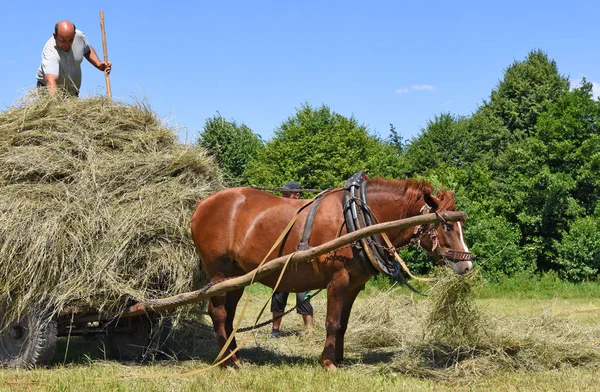 乌克兰卡鲁什 2017年7月30日 在乌克兰西部卡鲁什镇附近的田野里用手推车运输干草 — 图库照片