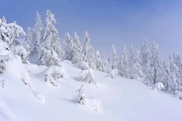 Foresta Conifere Invernale Pendio Montagna Una Nebbia Leggera — Foto Stock