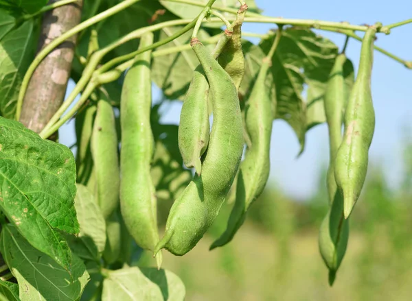 Junge Grüne Bohnen Einer Ländlichen Sommerlandschaft — Stockfoto