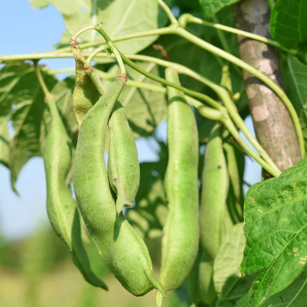 Junge Grüne Bohnen Einer Ländlichen Sommerlandschaft — Stockfoto