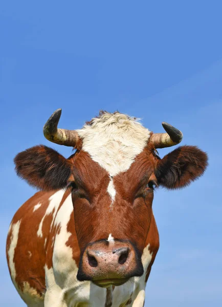 Cabeça Vaca Contra Céu — Fotografia de Stock