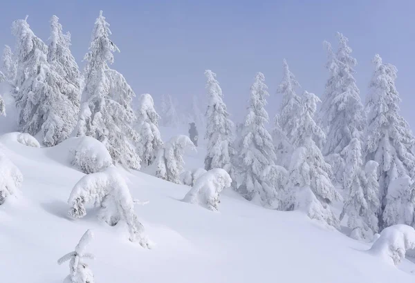 Vinter Barrskog Bergssluttning Lätt Dimma — Stockfoto