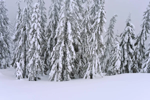 Winter Nadelwald Berghang Leichten Nebel — Stockfoto